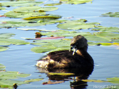 Grbe  bec bigarr - Pied-billed Grebe