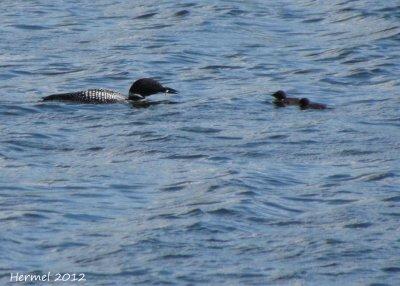Plongeon Huard - Common Loon