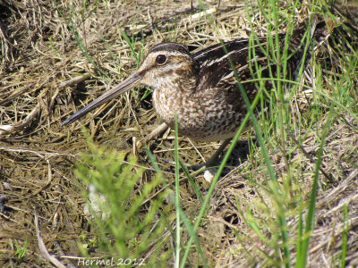 Bcassine de Wilson - Wilson's Snipe