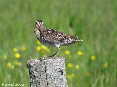 Bécassine de Wilson - Wilson's Snipe