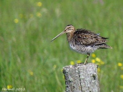 Bcassine de Wilson - Wilson's Snipe