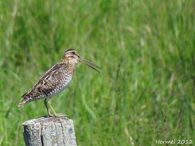 Bcassine de Wilson - Wilson's Snipe