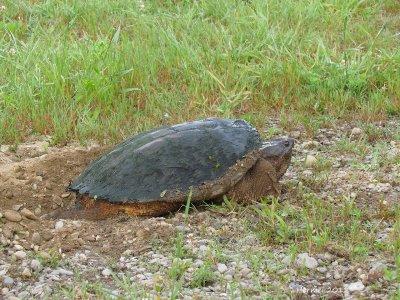 Tortue - Turtle