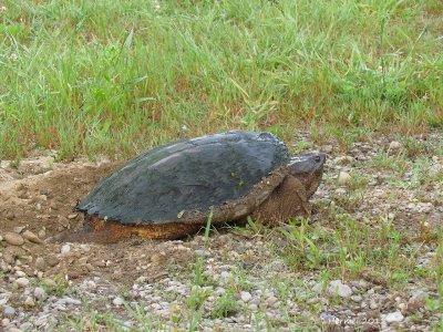 Tortue - Turtle