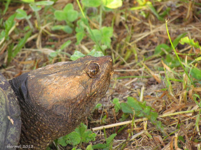 Tortue - Turtle