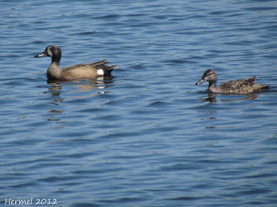 Sarcelle  ailes bleues - Blue-winged Teal