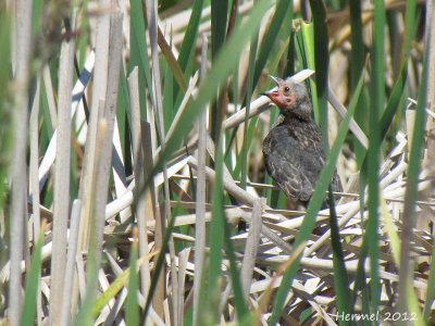 Carouge  paulettes - Red-winged Blackbird