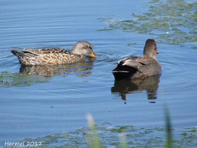 Canard Chipeau - Gadwall