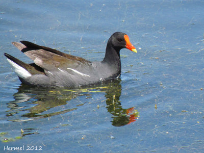 Gallinule - Common Moorhen