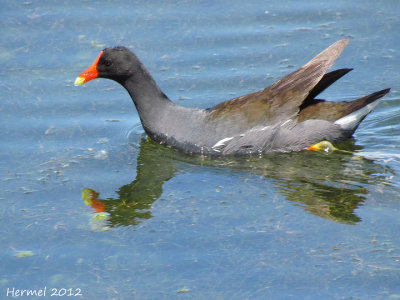 Gallinule - Common Moorhen