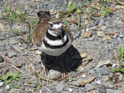 Pluvier Kildir - Kildeer