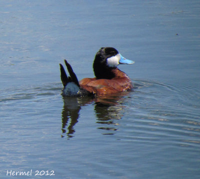 Erismature rousse - Ruddy duck