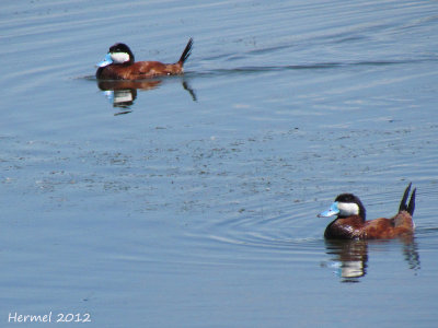 Erismature rousse - Ruddy duck