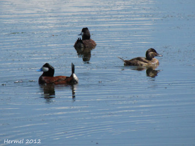 Erismature rousse - Ruddy duck