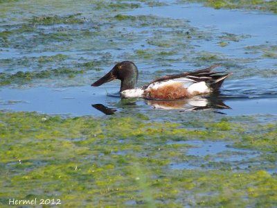 Canard Souchet - Northern Shoveler