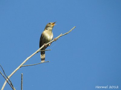 Troglodyte familier - House Wren