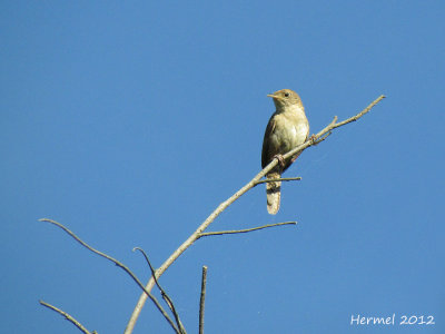 Troglodyte familier - House Wren