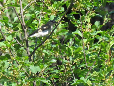 Vireo aux yeux rouges - Red-eyed Vireo