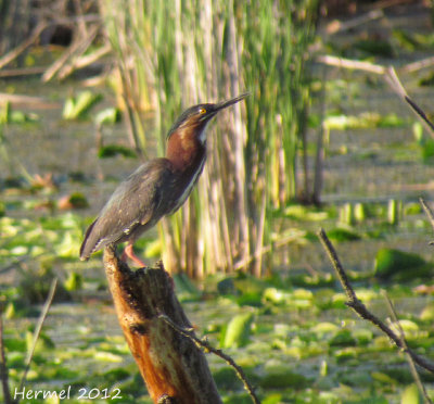 Hron vert - Green Heron