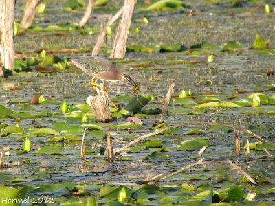 Hron vert - Green Heron