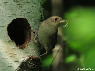 Troglodyte familier - House Wren