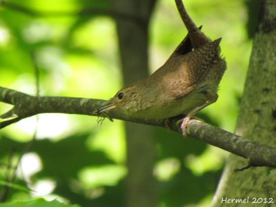 Troglodyte familier - House Wren