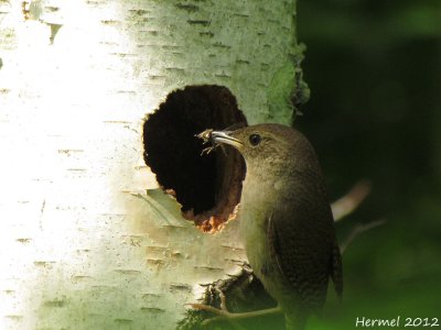 Troglodyte familier - House Wren