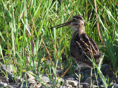 Bécassine de Wilson - Wilson's Snipe