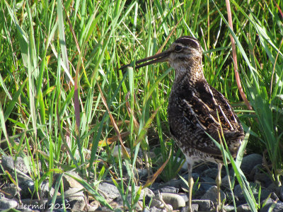 Bcassine de Wilson - Wilson's Snipe