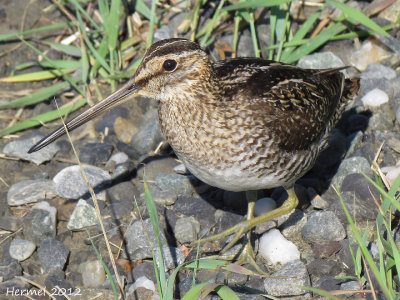 Bécassine de Wilson - Wilson's Snipe