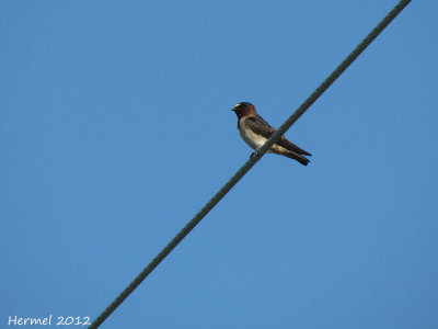 Hirondelle  front blanc - Cliff Swallow