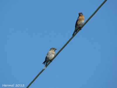 Merlebleu de lest - Eastern Bluebird