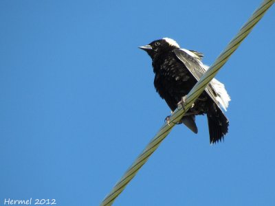 Goglu des prés - Bobolink