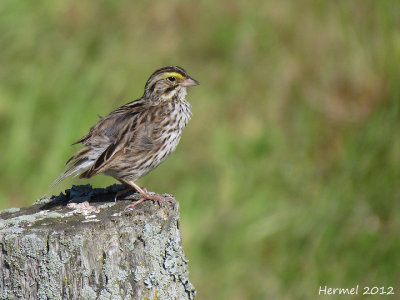 Bruant des prés - Savannah Sparrow