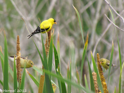 Chardonneret jaune - American Goldfinch