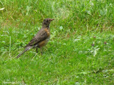 Merle d'Amrique (immature) - American Robin (juv)