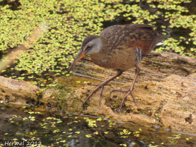 Rle de Virginie - Virginia rail