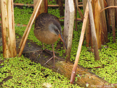 Râle de Virginie - Virginia rail