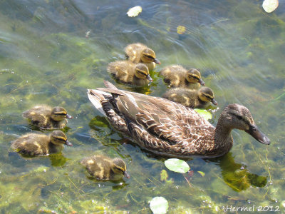 Canard Colvert - Mallard