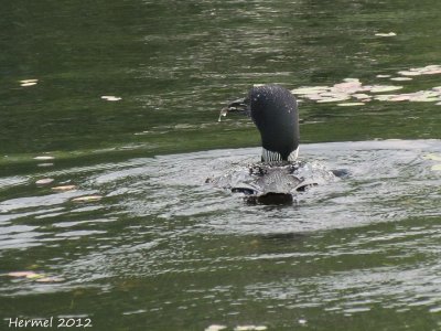 Plongeon Huard  - Common Loon