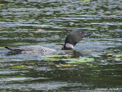 Plongeon Huard  - Common Loon