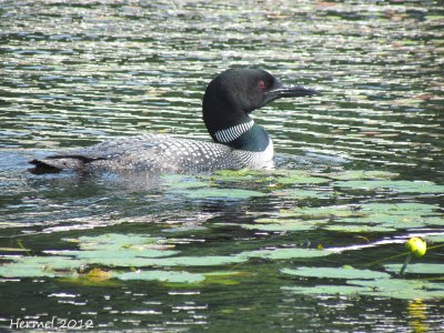 Plongeon Huard  - Common Loon