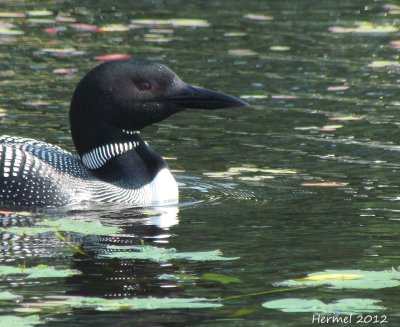 Plongeon Huard - Common Loon