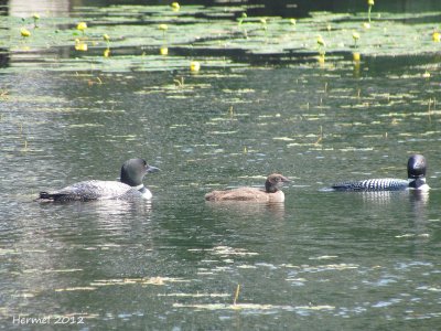 Plongeon Huard - Common Loon