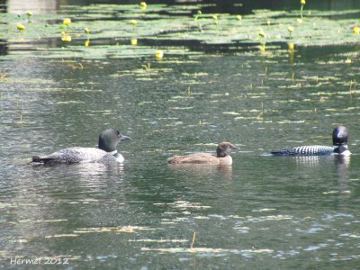 Plongeon Huard  - Common Loon