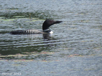 Plongeon Huard - Common Loon