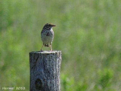 Bruant des prs - Savannah Sparrow