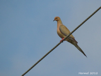 Tourterelle triste - Mourning Dove