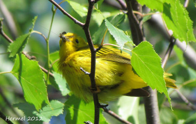 Paruline jaune - Yellow Warbler