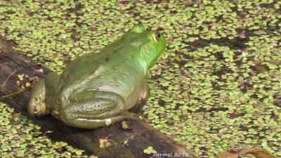 Ouaouaron - Bull frog